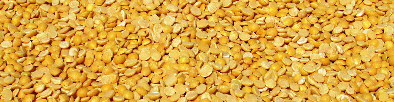Pigeon Pea